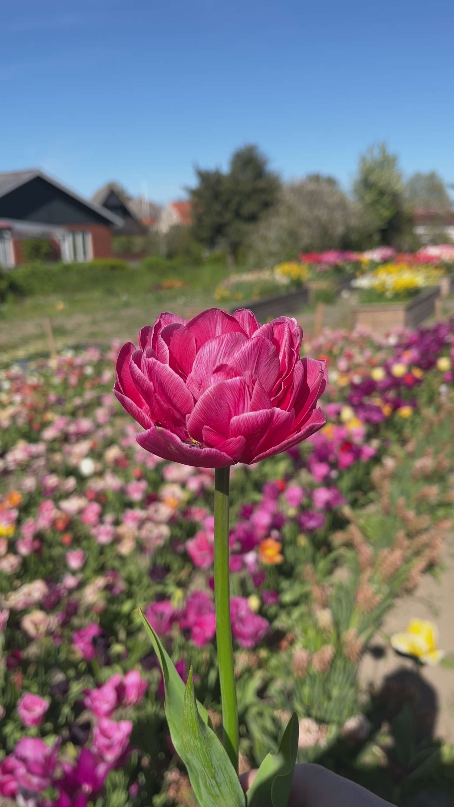 Tulipe 'Aveyron'